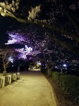 夜桜01.jpg