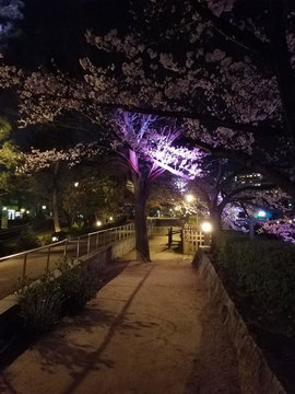 夜桜02.jpg